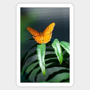 Orange Lacewing At Rest Sticker